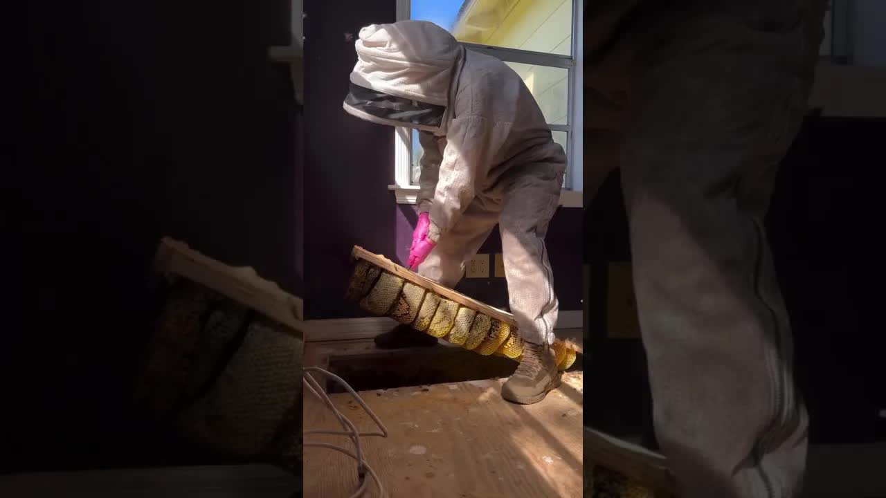 رفعوا الأرضية ووجدوا خلية نحل ضخمة