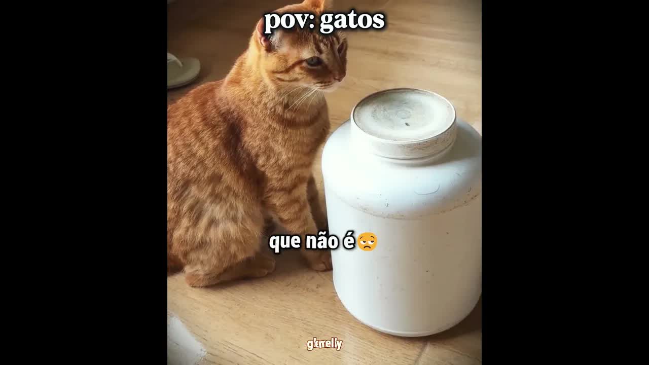 Gato abrindo pote sozinho e causando na cozinha