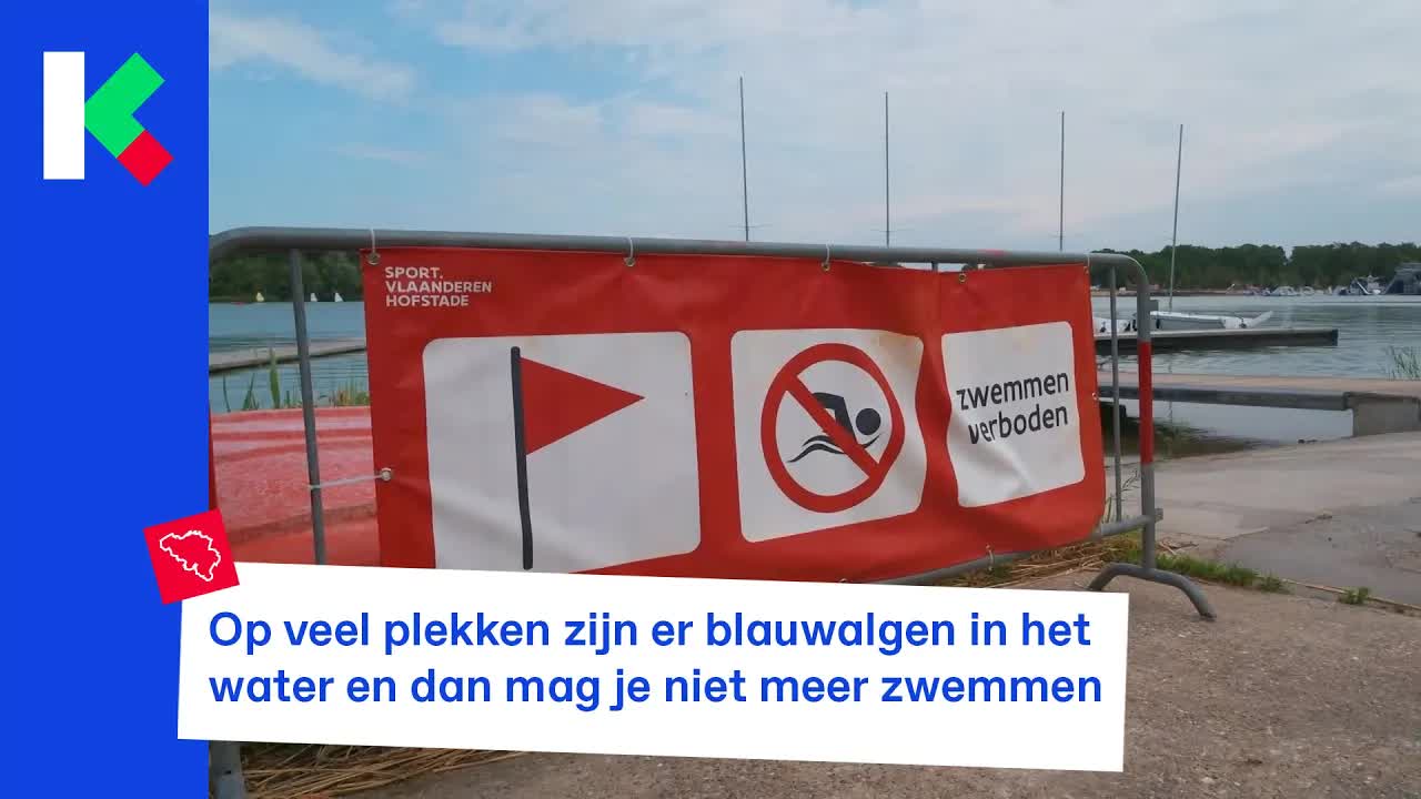 Blauwalgen: Waarom je niet mag zwemmen