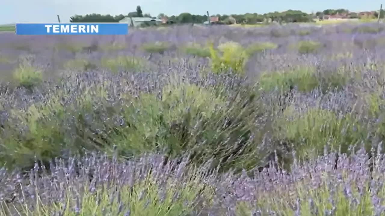Dani lavande u Temerinu: miris, pčele i fotografije