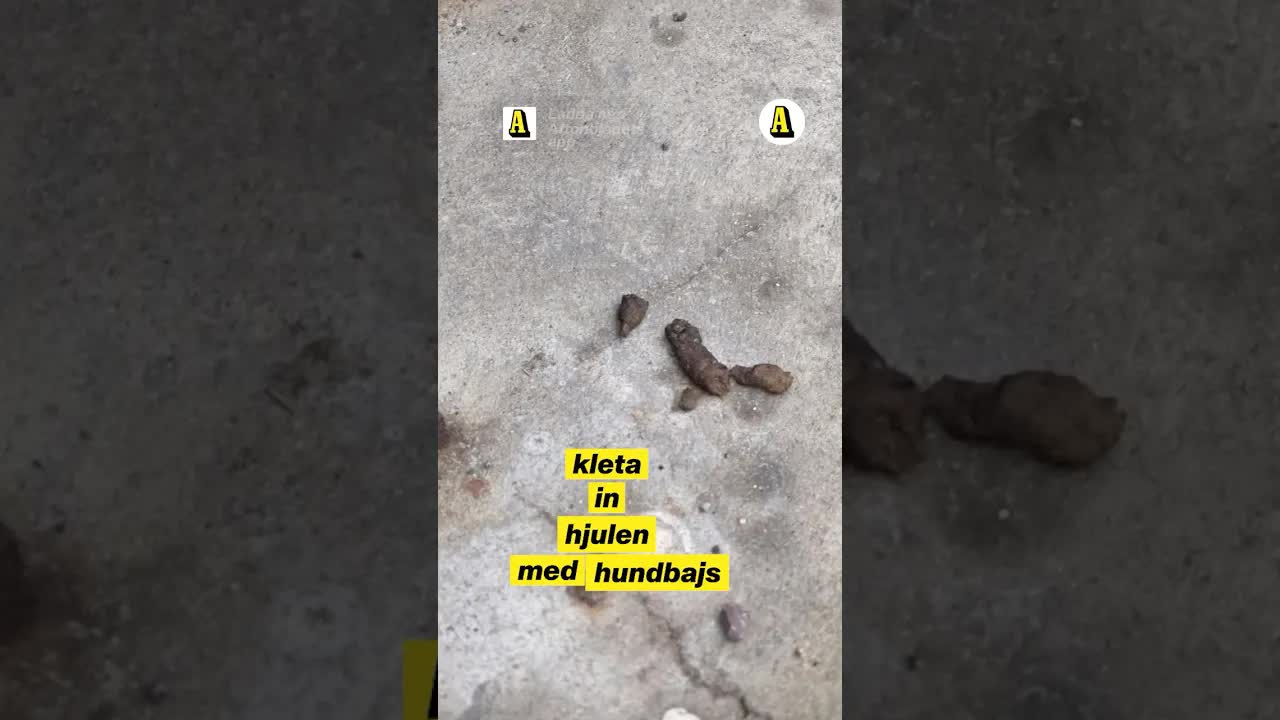 Elena vill stoppa hundbajs med DNA-test