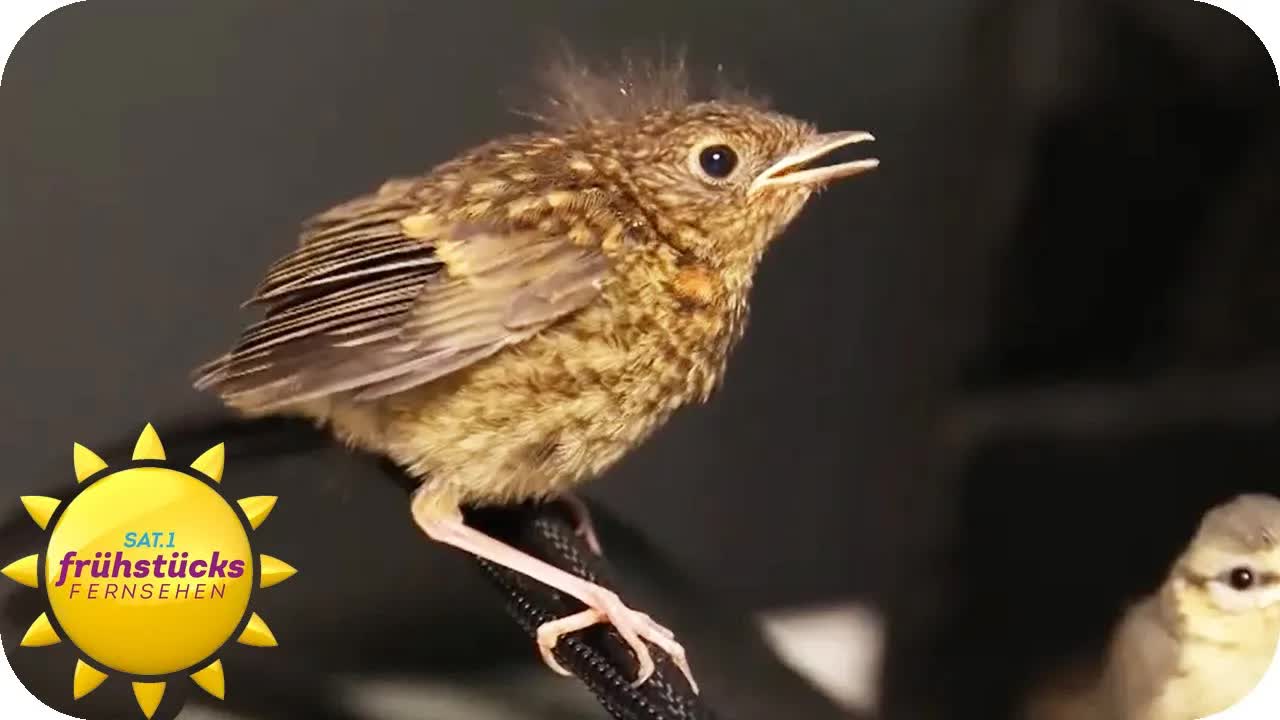 Kampf gegen das Vogelsterben in Deutschland