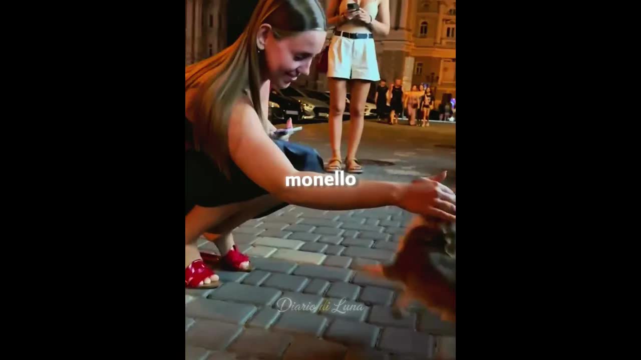 Il chihuahua aveva altri piani