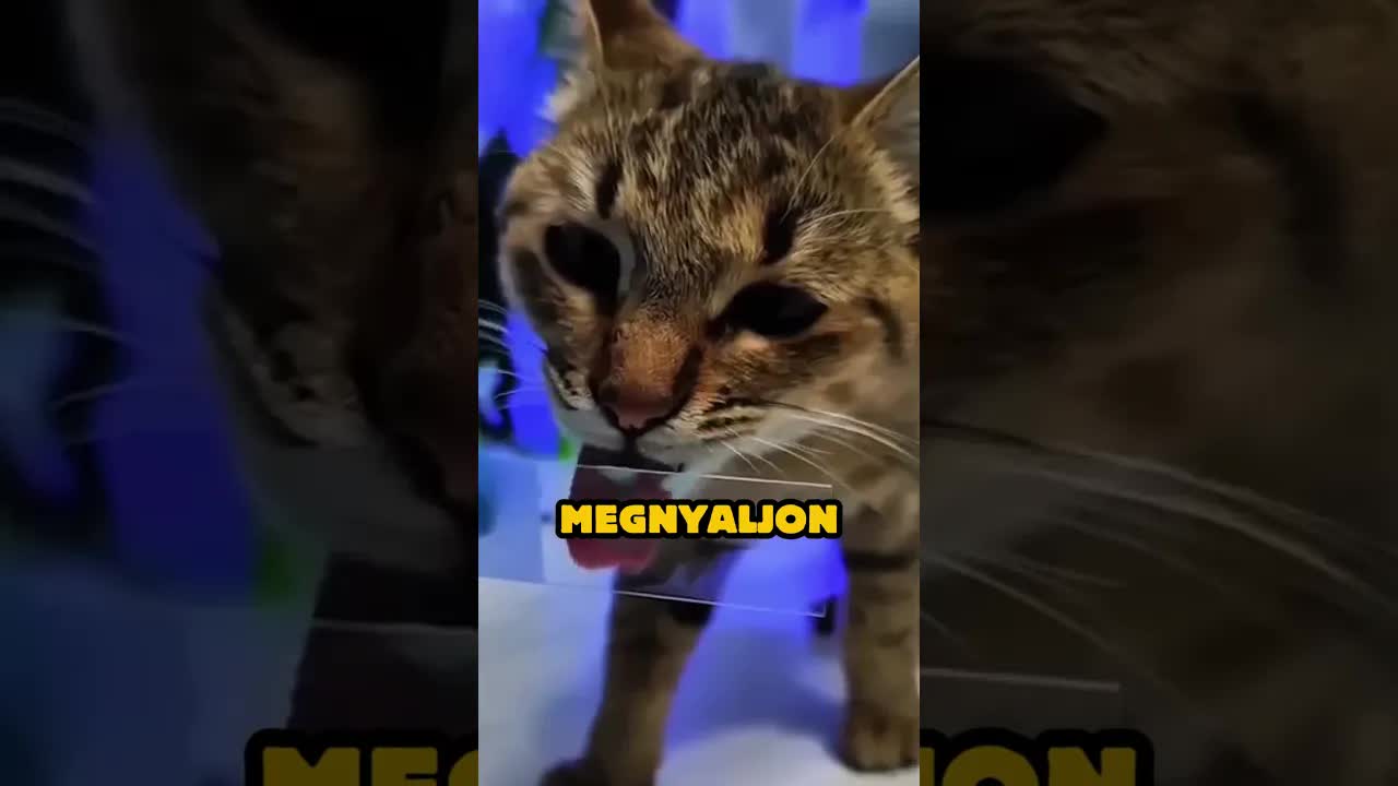 Mi rejtőzik egy macska nyálában?