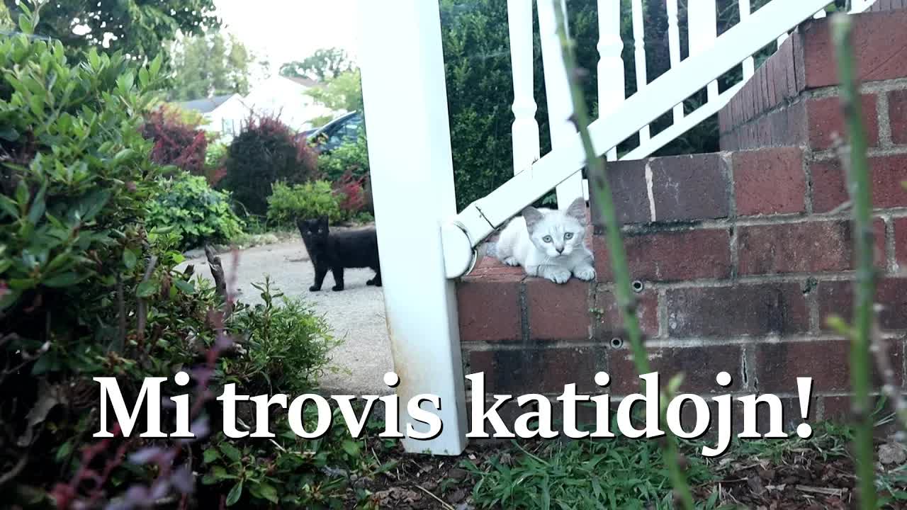 Renkontiĝo kun katidoj en Virginio