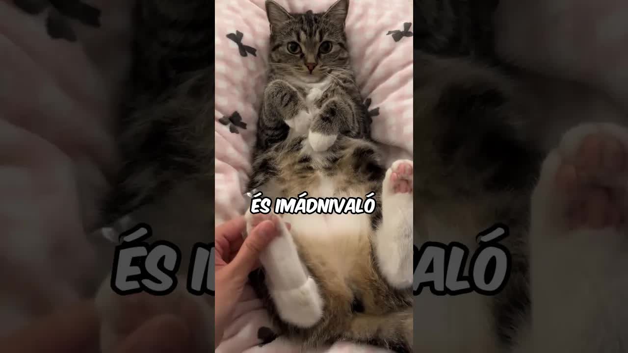 Macskanyál mikroszkóp alatt
