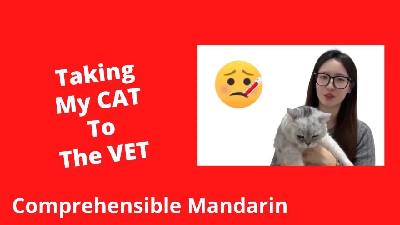带我的小猫去宠物医院的经历