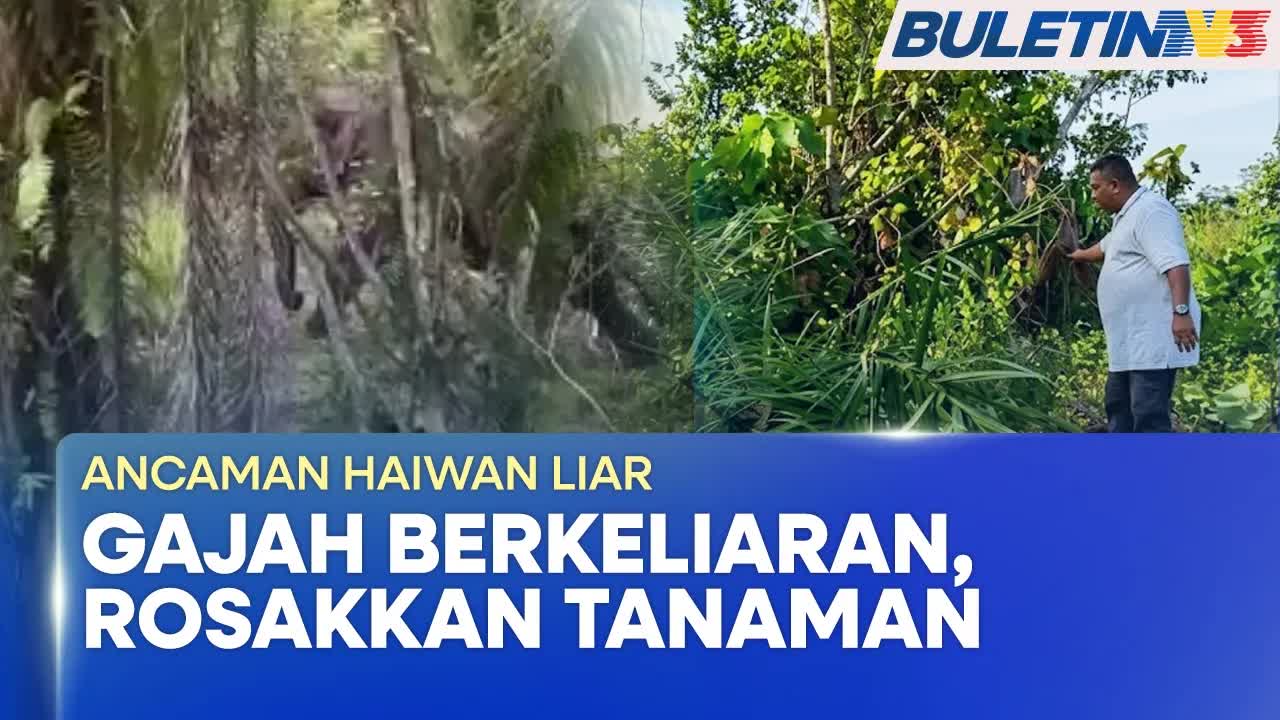 Gajah Liar Resahkan Penduduk Kampung di Terengganu dan Perak