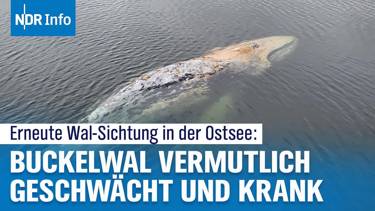 Buckelwal in der Flensburger Förde gesichtet
