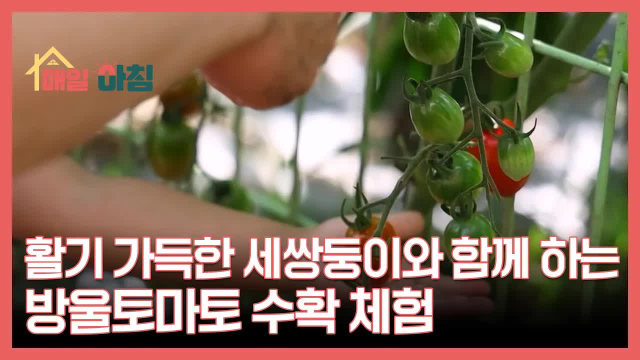 세쌍둥이와 함께하는 방울 토마토 수확 체험