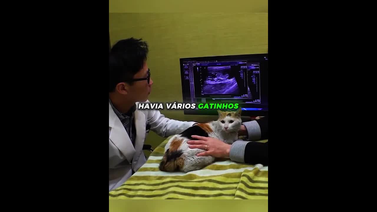 A gata que escolheu uma casa para ser mãe