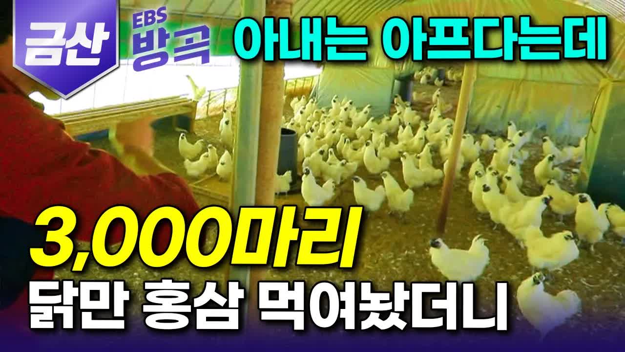 백봉 오골계 농장 부부의 이야기