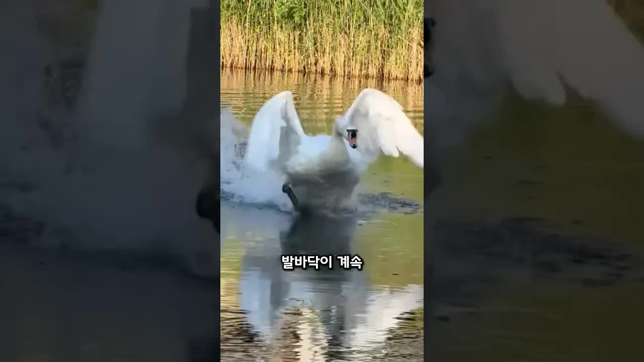 백조가 물 위를 빠르게 가는 방법