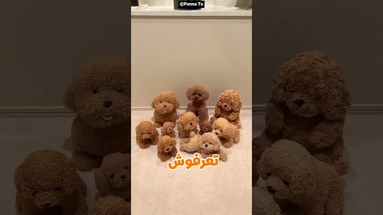 كلب ذكي يتعلم كيف يطلب طعامه