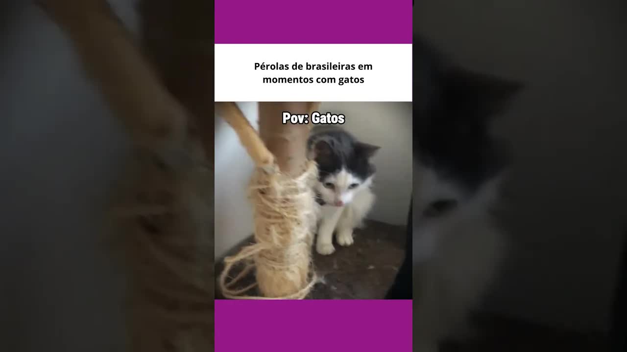 A gata pedindo comida e o segredo dos gatos