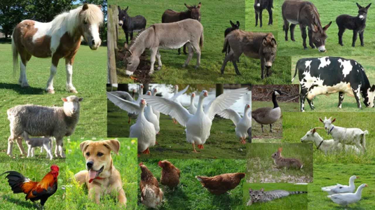 Upoznavanje domaćih životinja na farmi