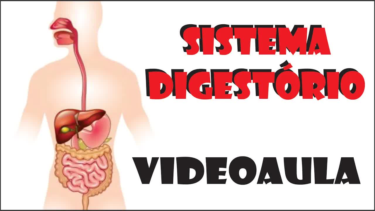 O sistema digestivo e a digestão dos alimentos