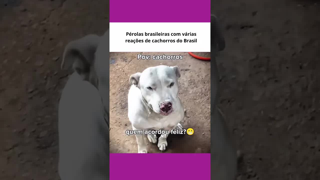 Cachorro magrinho e a coberta nova da mamãe