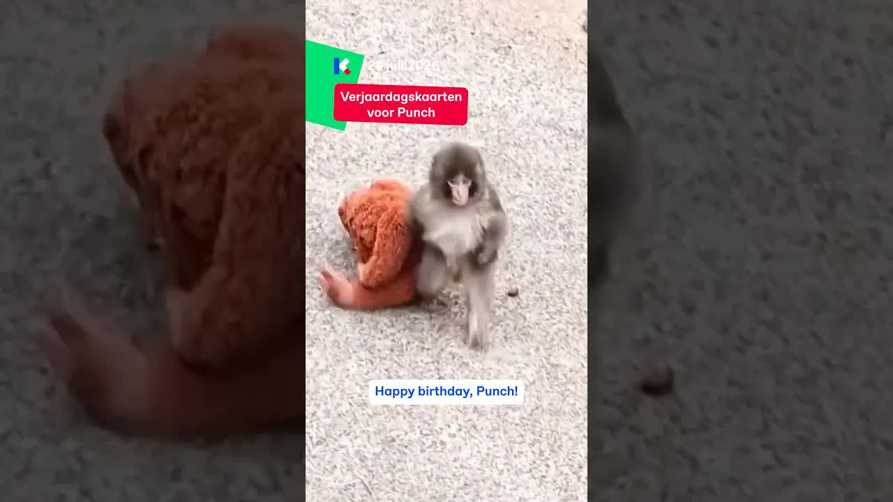 Punch viert zijn eerste verjaardag in de dierentuin