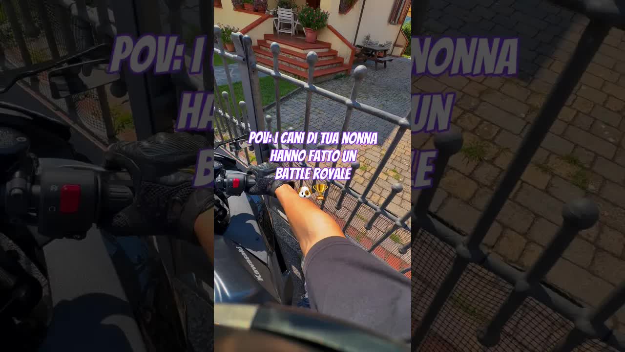 I cani di nonna fanno un battle royale