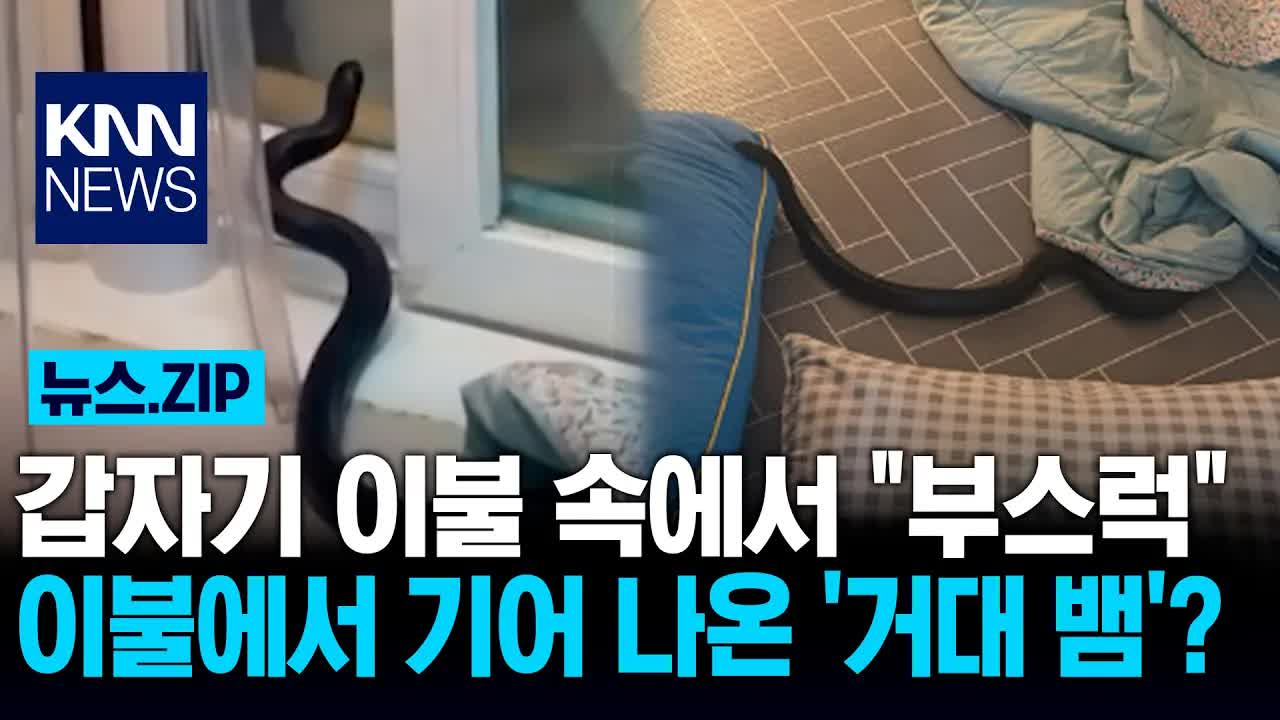 아파트 거실서 발견된 1m 뱀과 방콕 이웃 간 뱀 사건