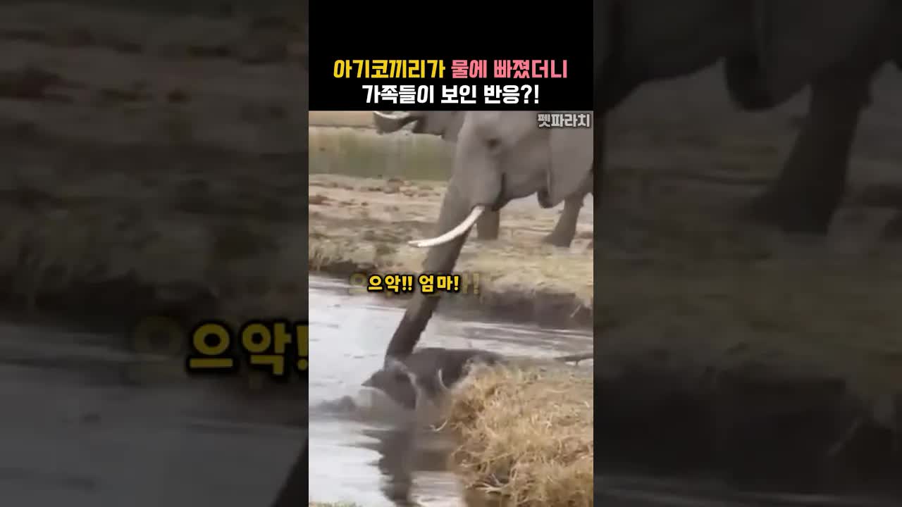 아기코끼리, 물에 빠지자 가족이 구조