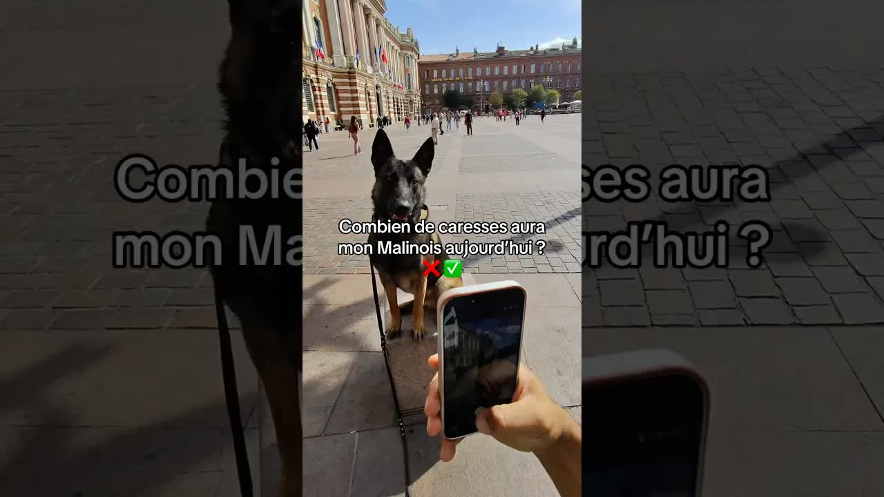 Rencontre avec un malinois gentil à Toulouse