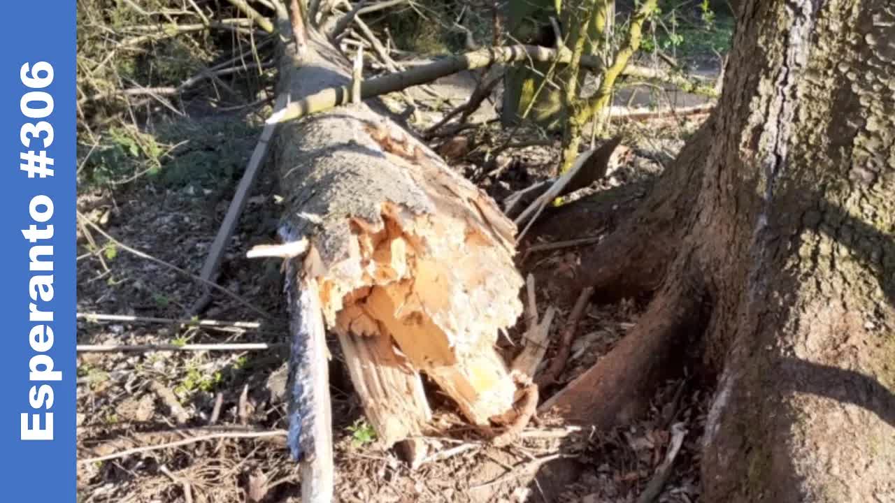 Rompita arbo kaj krizo ŝanĝos nian vidon