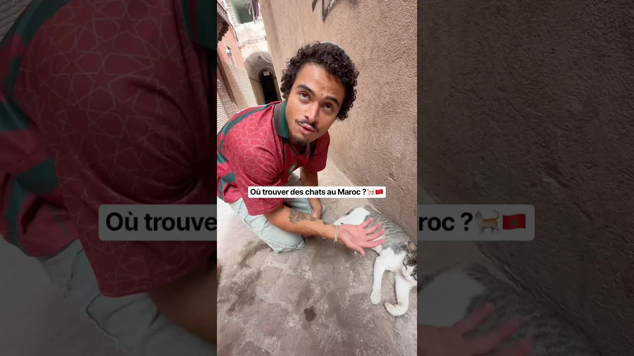 À la recherche des chats au Maroc