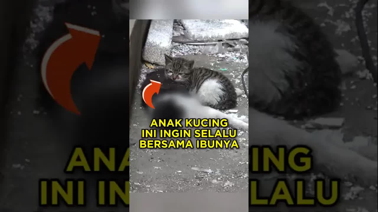 Anak kucing setia menunggu ibunya yang sudah tiada