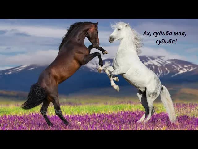 Ах, судьба моя: Казачья песня о любви и разлуке