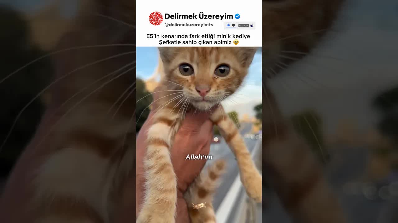 Merhametli Erkek: Yolda Bulunan Kediye Sahip Çıkıyor