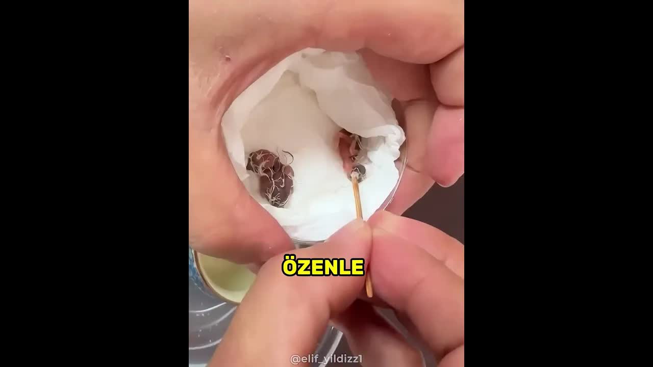 Minyatür Yumurtadan Çıkan Minik Kuşlar