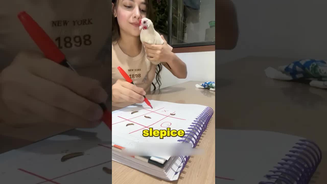 Chytrá slepice porazí maminku v piškvorkách