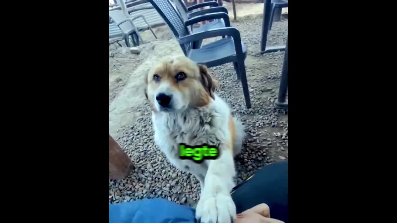 Dieser Hund wollte ständig gestreichelt werden