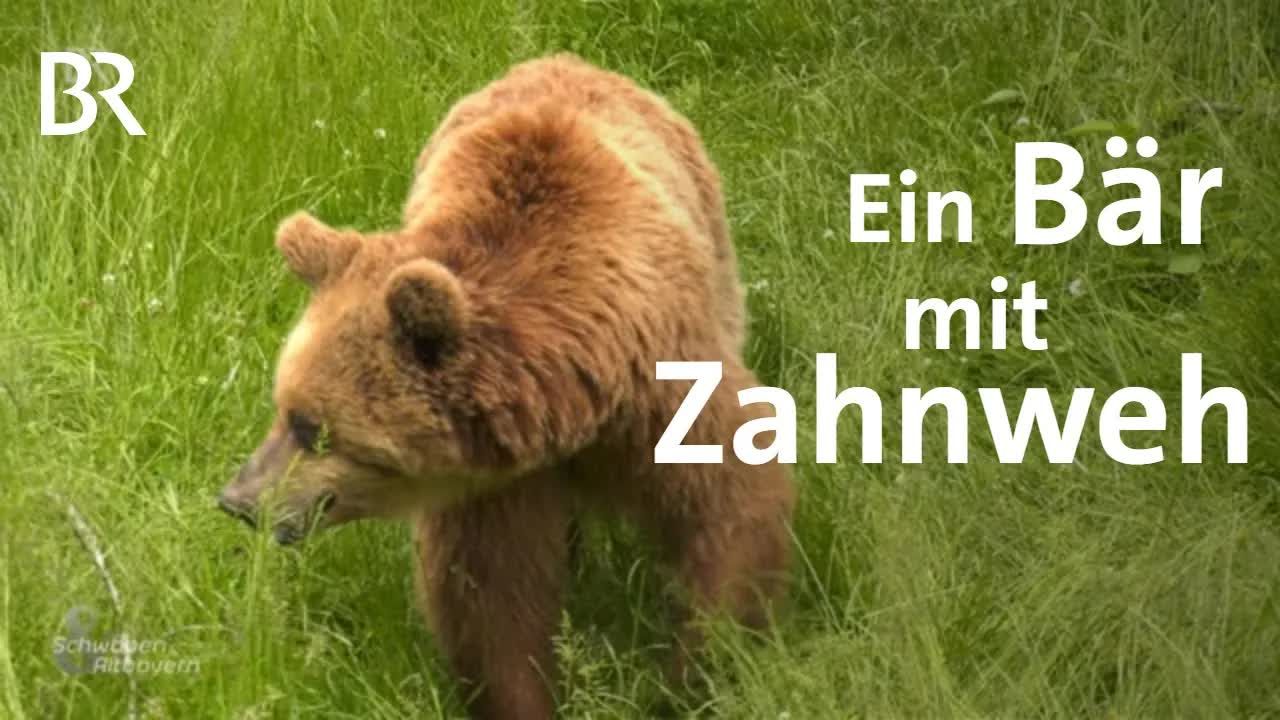 Bär Tibor bekommt Zahnbehandlung im Gnadenhof