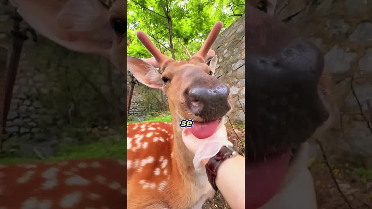 Rascando a un ciervo salvaje