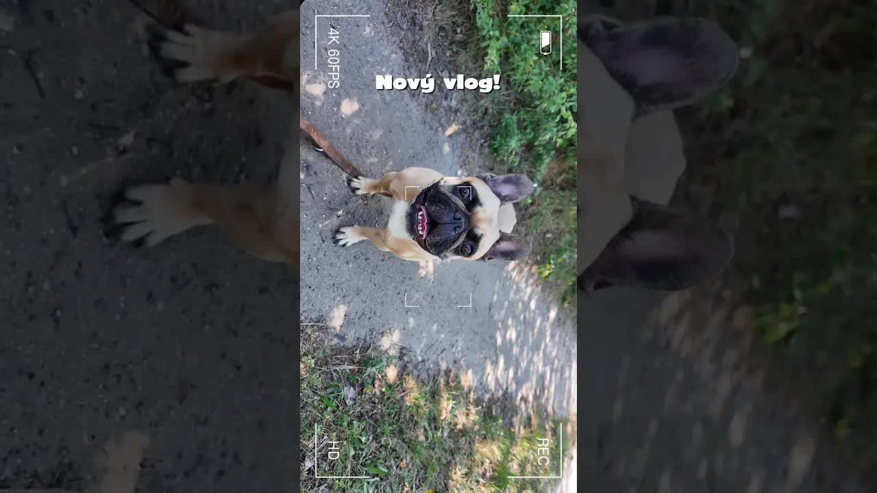 Proč pejsci nezvládají teplo a můj trénink