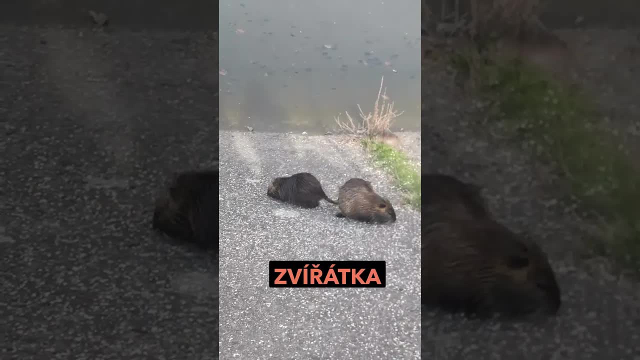 Jak zdravě krmit zvířátka v přírodě