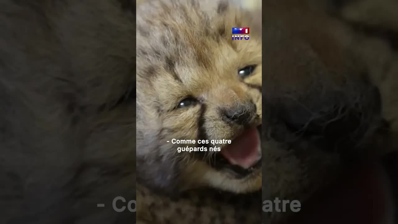 Dans les coulisses des soigneurs du zoo de Peaugres