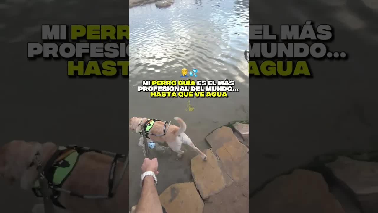 Mi perro guía se baña solo