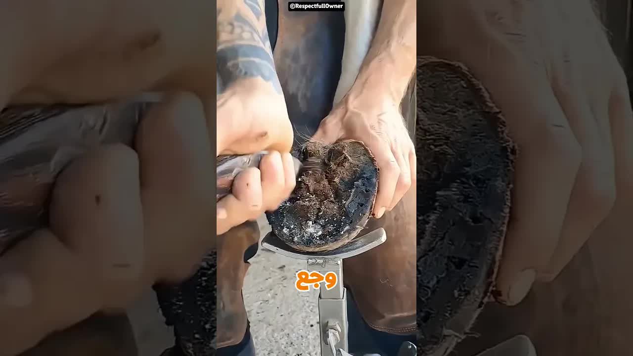 الحصان تعافى بعد تنظيف حافره من الطين