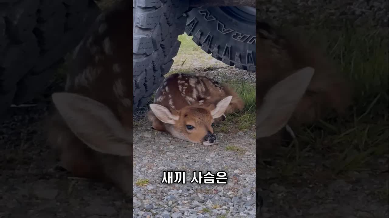  newcom의 곁으로 돌아온 새끼 사슴