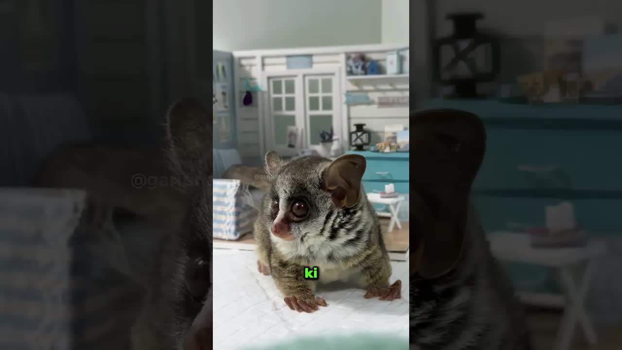 Galago: Dünyanın En Tatlı Primatı