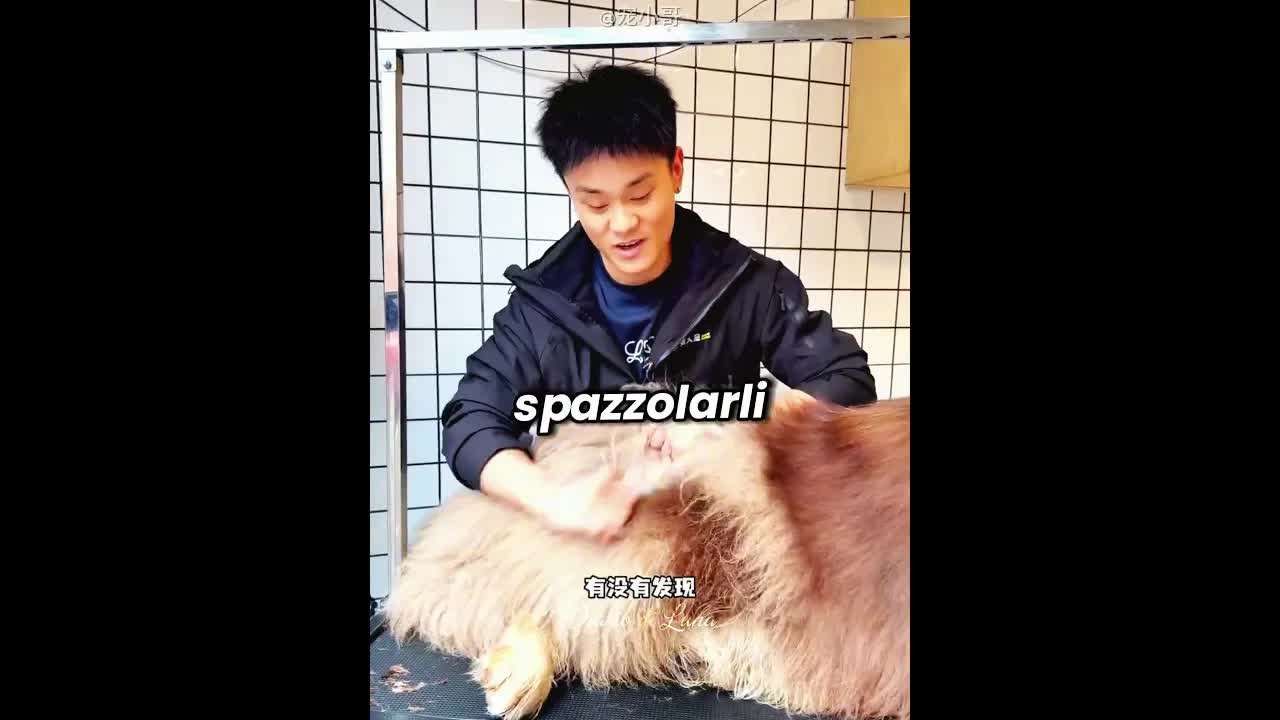 Il cagnolone dopo il bagnetto
