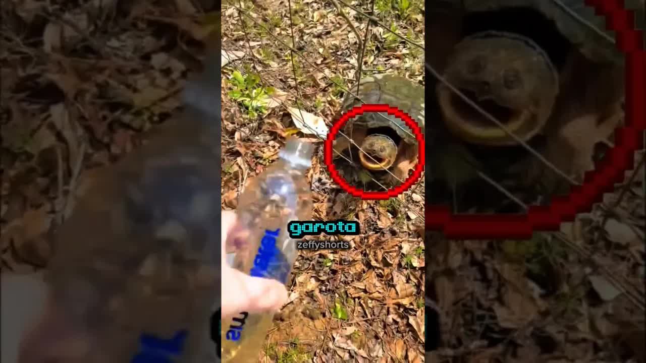 Nunca faça isso com uma tartaruga mordedora