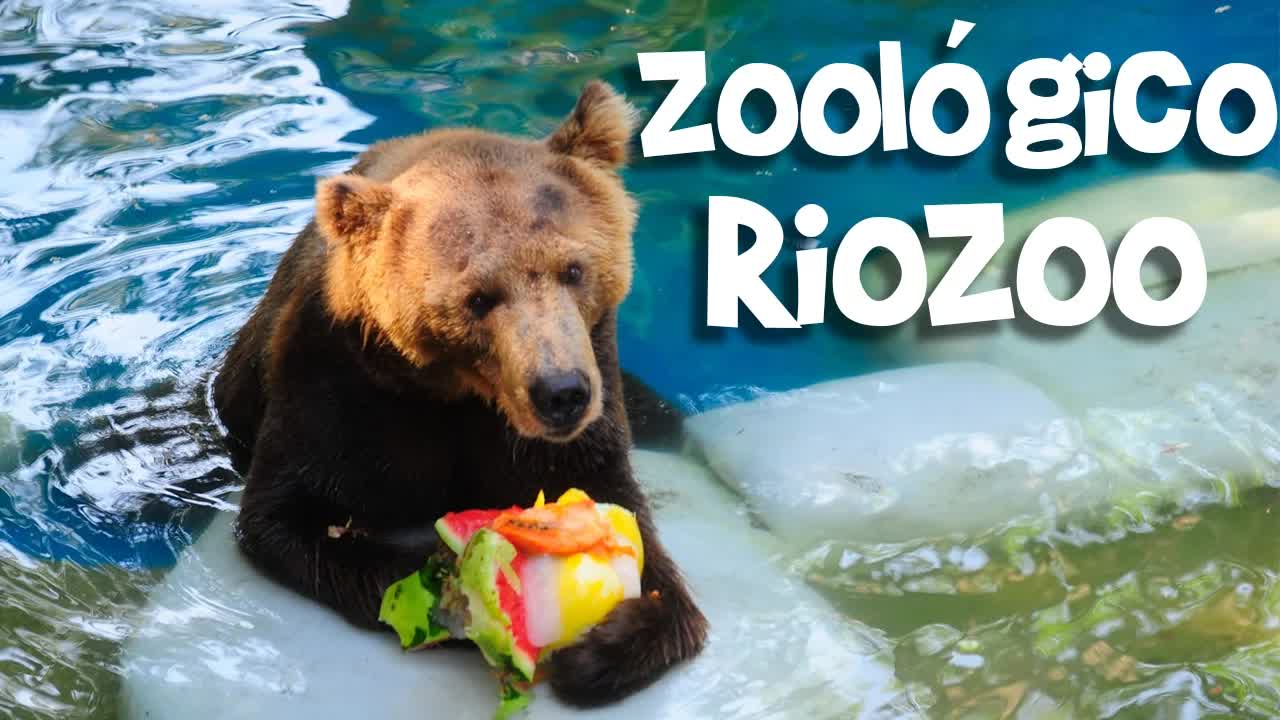 Conheça os animais do zoológico com Letícia