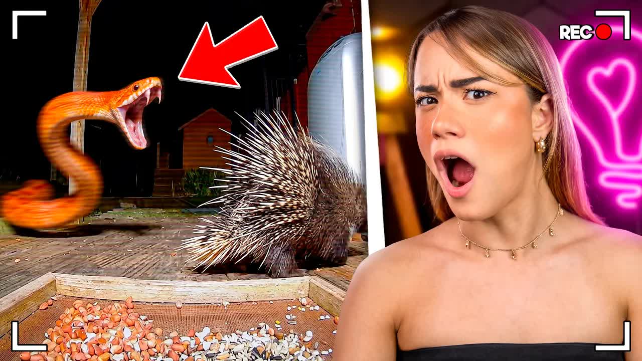 Animais com defesas bizarras na natureza