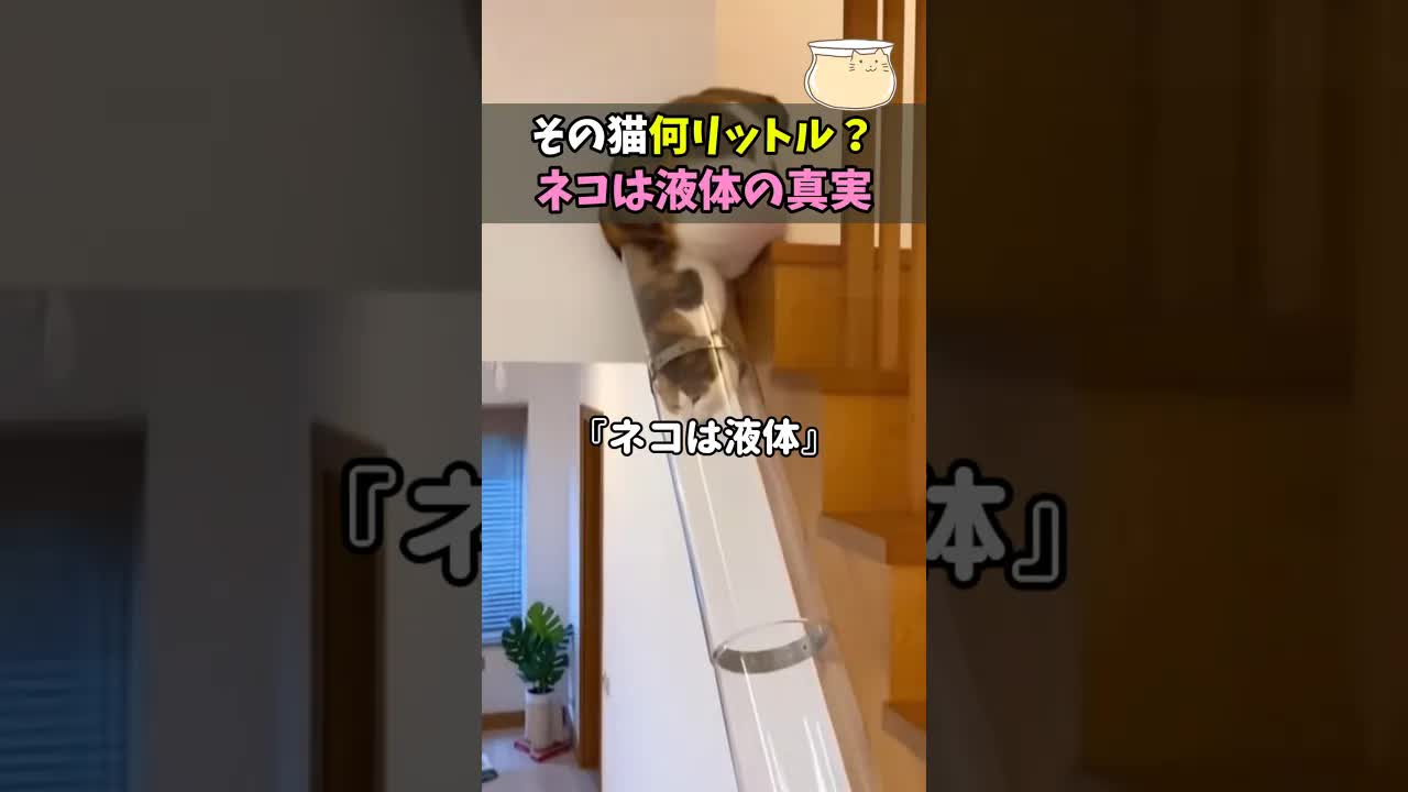 猫は本当に液体？科学で証明された驚きの事実