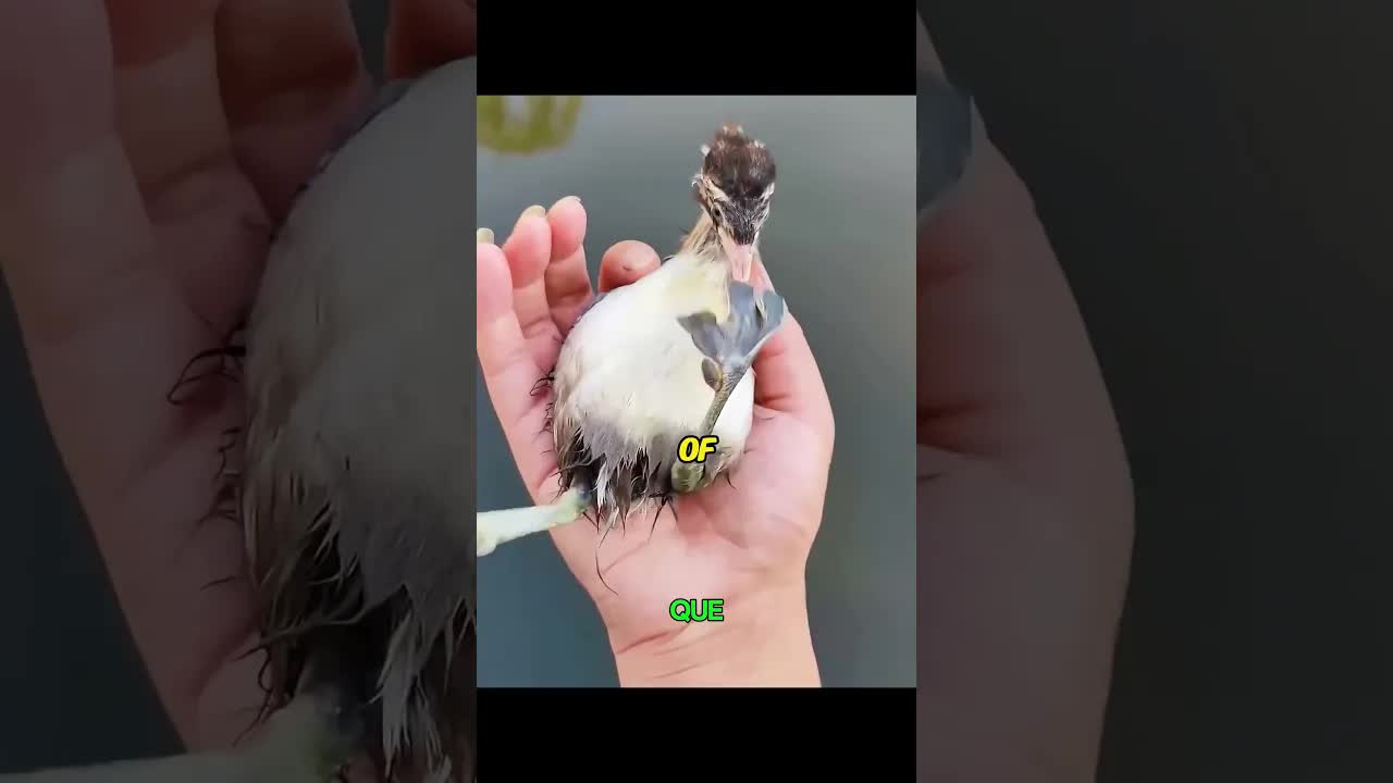 Rescató un pájaro tras la inundación y ocurrió un milagro